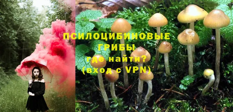 Псилоцибиновые грибы GOLDEN TEACHER  Бабаево 